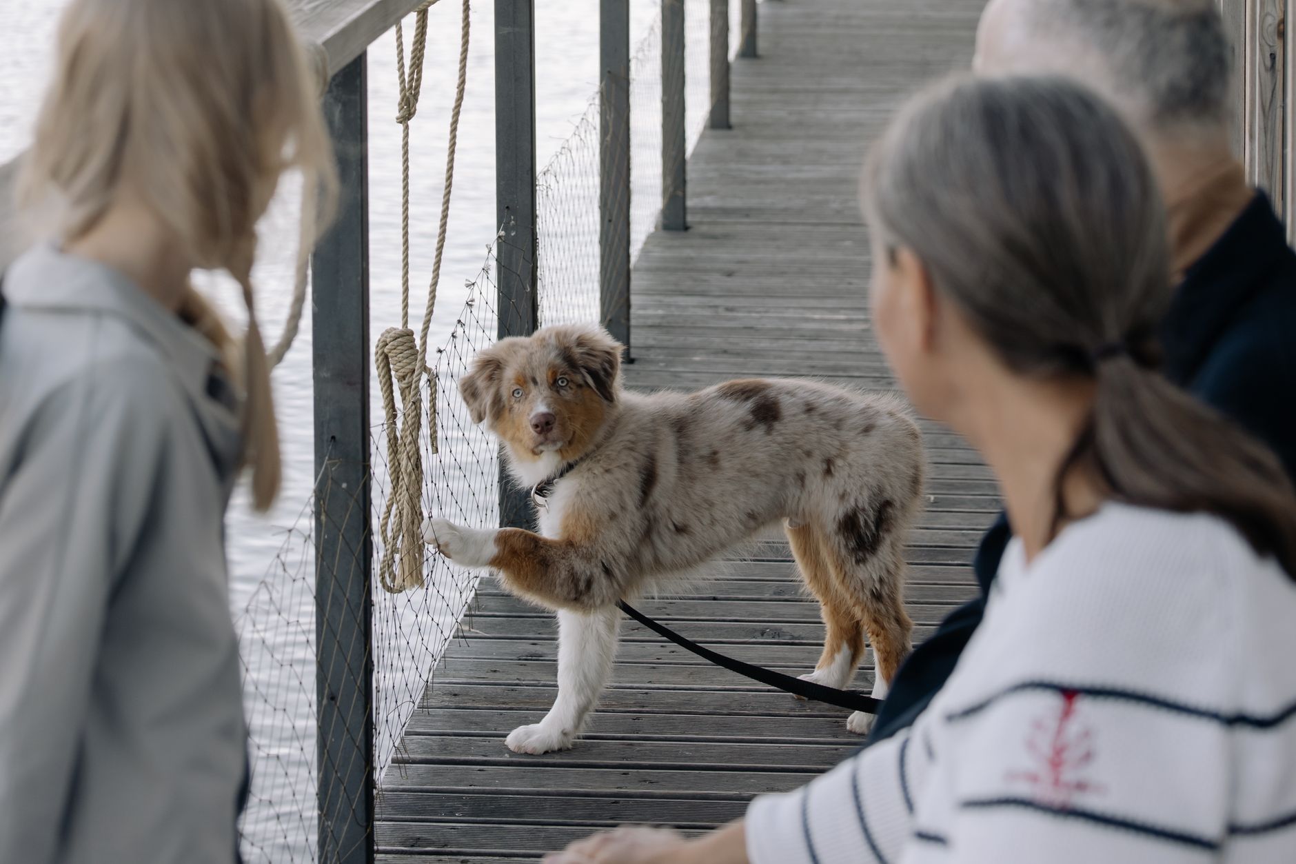 A family enjoys a day out with their Australian Shepherd dog on a wooden pier by the water.