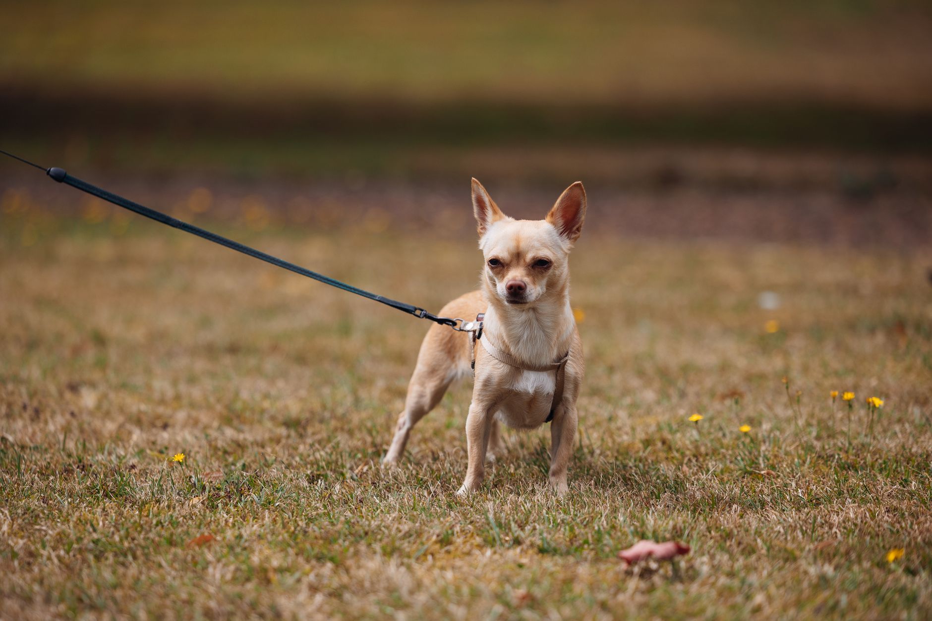 A chihuahua on a leash standing alert in an open grassy field, showcasing its playful nature.