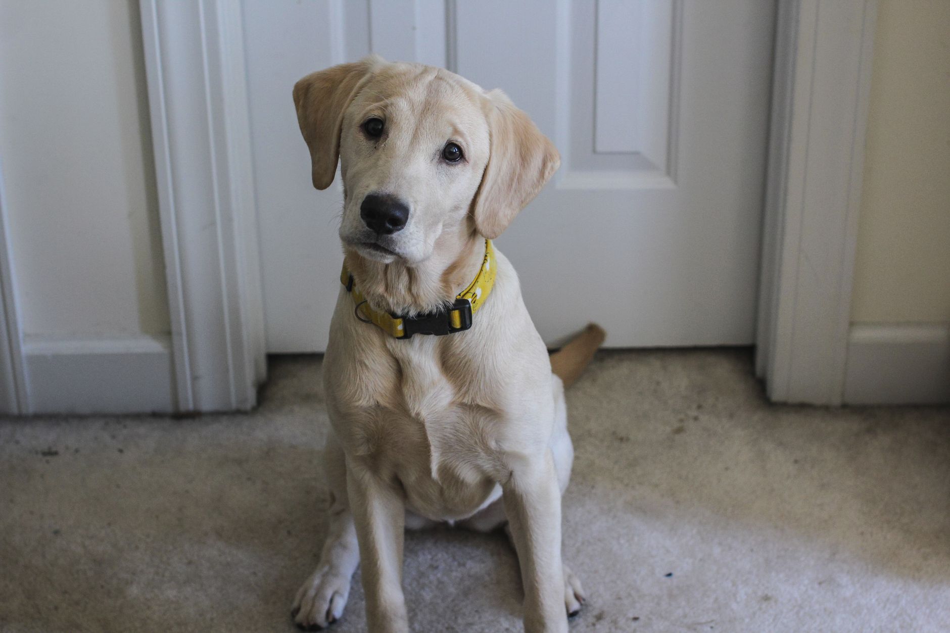 A charming labrador retriever with a yellow collar sits attentively indoors on a carpet.
